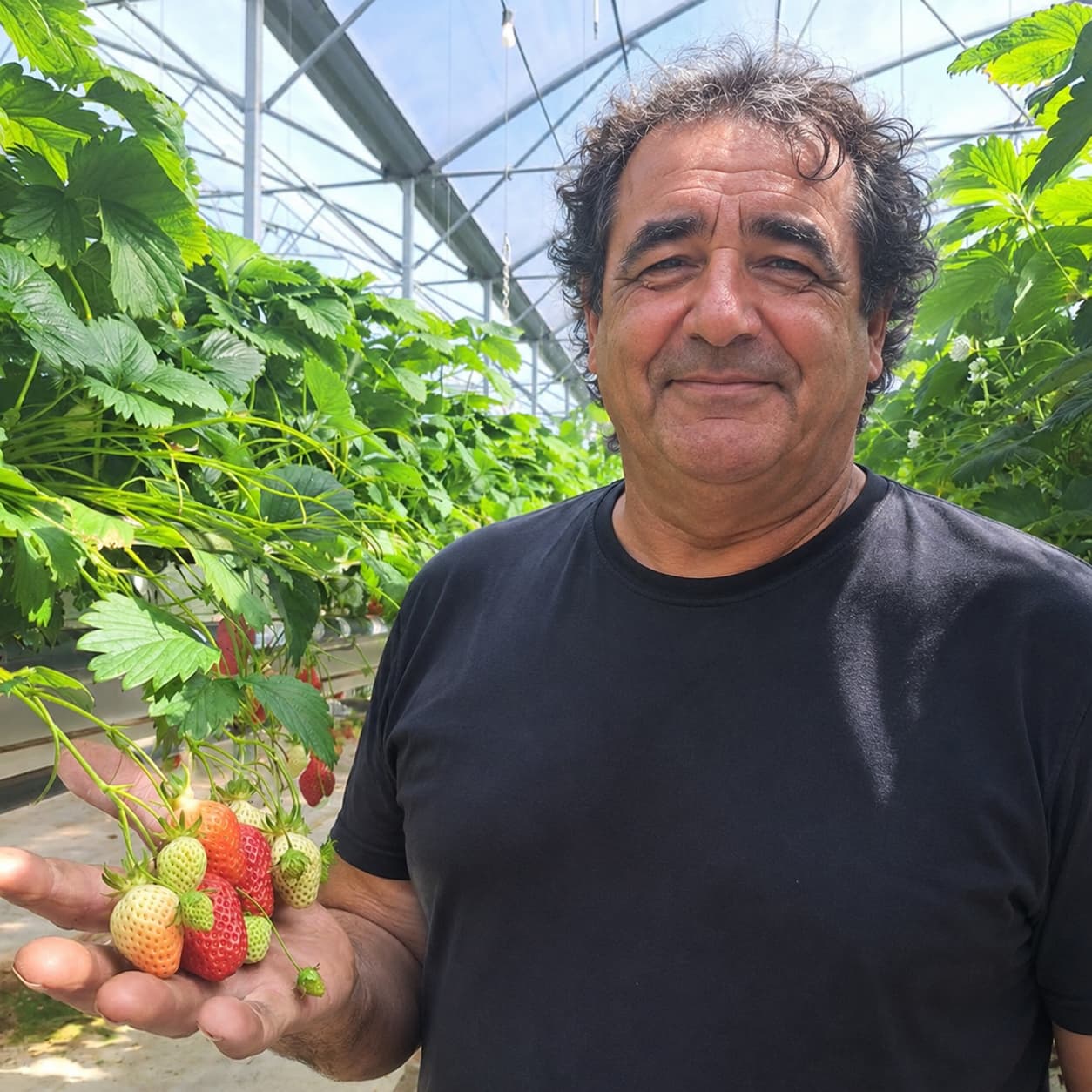Strawberry grower