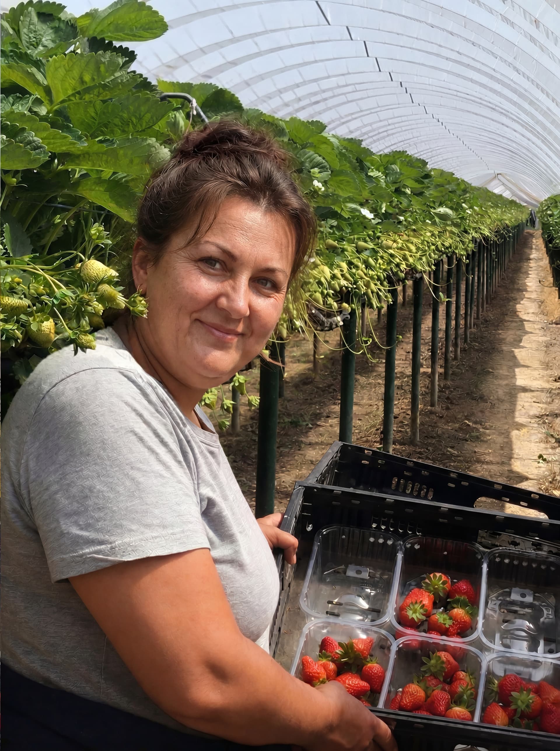 Eastern European seasonal workers in Western Europe: the unsung backbone of European agriculture